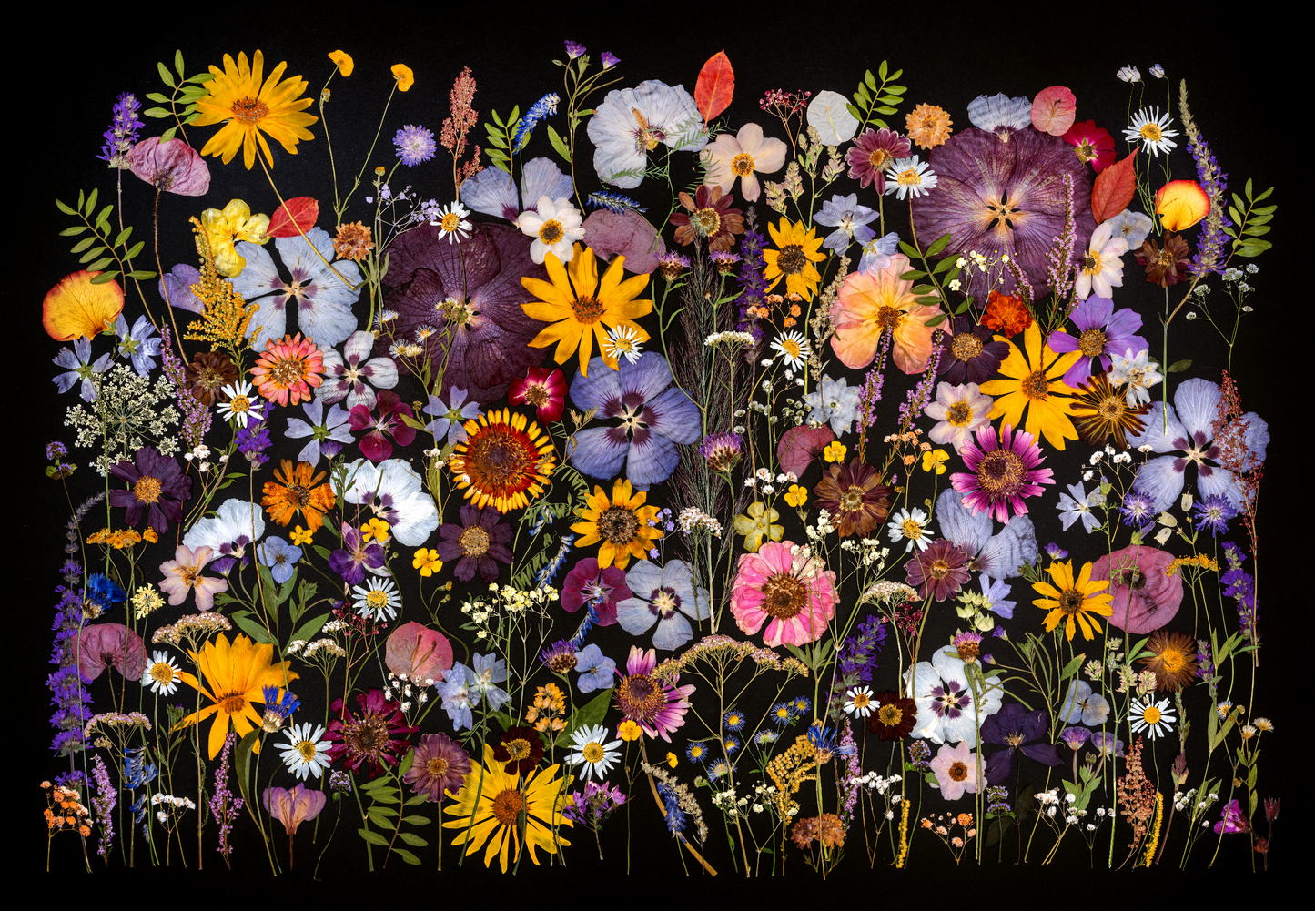 Fine Art Print - Schwarze Wiese I